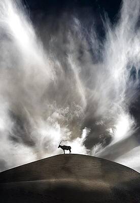 Wall Art featuring the photograph Oryx On A Hill I by Sofie Conte
