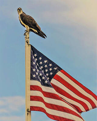 Wall Art featuring the photograph Osprey10 by John Linnemeyer