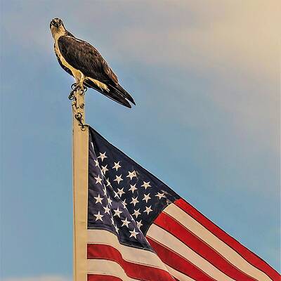 Wall Art featuring the photograph Osprey10a by John Linnemeyer