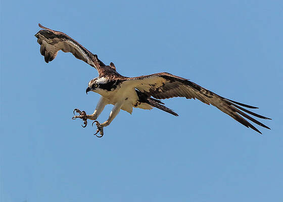 Wall Art featuring the photograph Ospray3a by John Linnemeyer