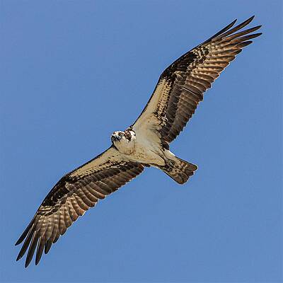 Wall Art featuring the photograph Osprey4 by John Linnemeyer