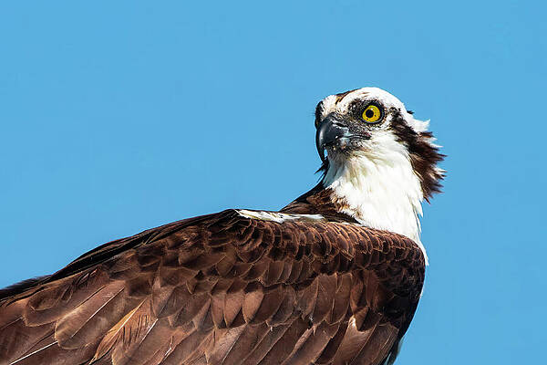Sky Wall Art featuring the photograph Osprey 109A by Sally Fuller