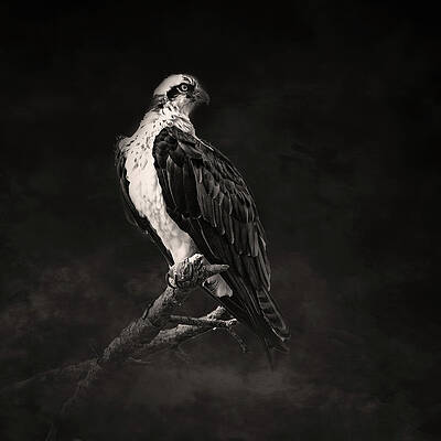 Wall Art featuring the photograph Osprey 17A by Sally Fuller