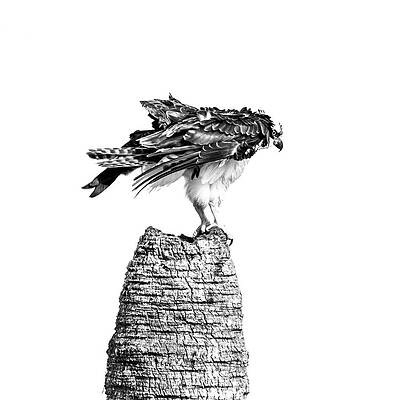 Wall Art featuring the photograph Osprey 33A by Sally Fuller