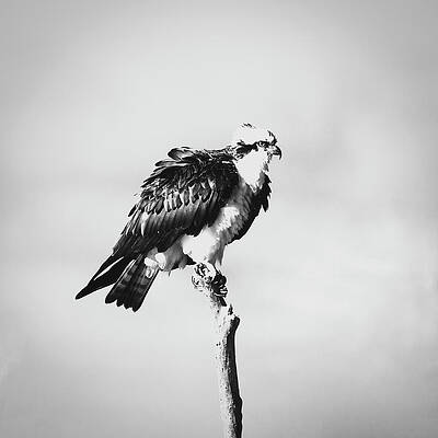 Wall Art featuring the photograph Osprey 39A by Sally Fuller