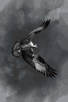 Wall Art featuring the photograph Osprey 4C by Sally Fuller