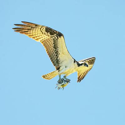 Sky Wall Art featuring the photograph Osprey-53A by Sally Fuller