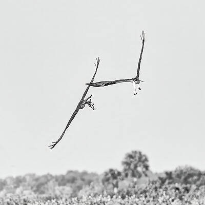 Wall Art featuring the photograph Osprey 80B by Sally Fuller
