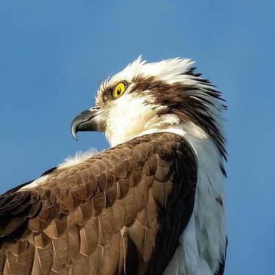 Sky Wall Art featuring the photograph Osprey 85A by Sally Fuller