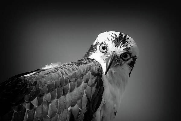 Wall Art featuring the photograph Osprey 86B by Sally Fuller