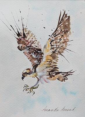 Animal Painting - Osprey by Amanda Amend