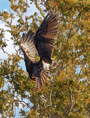 Wall Art featuring the photograph Osprey Construction by Gina Fitzhugh