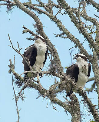 Background Photograph - Osprey Couple by Gina Fitzhugh