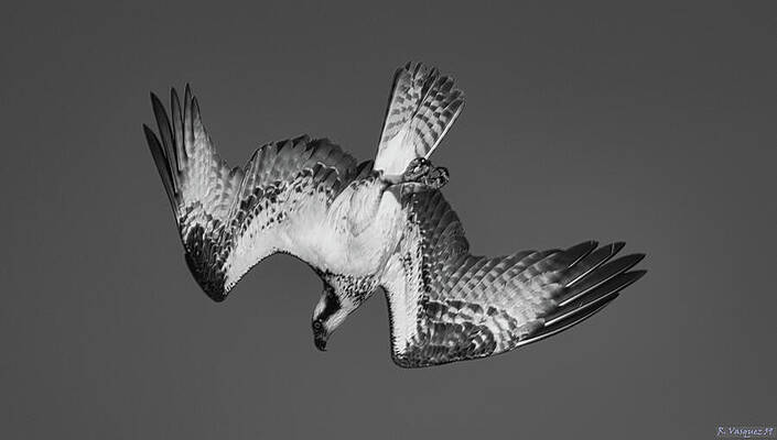 Osprey Wall Art featuring the photograph Osprey Deep Dive by Rene Vasquez