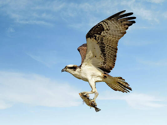 Background Photograph - Osprey Dinner by Gina Fitzhugh