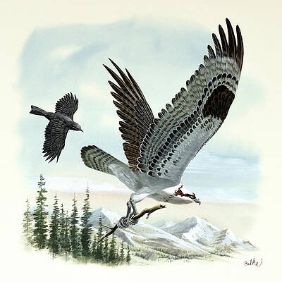 Osprey Print