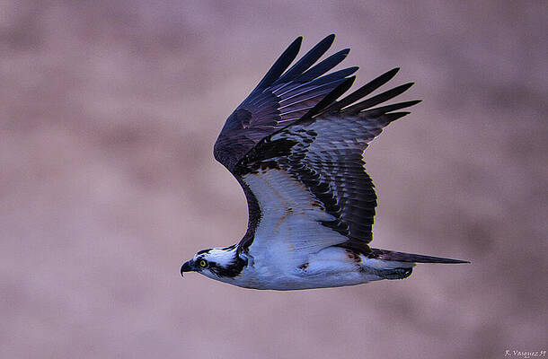 Osprey Wall Art featuring the photograph Osprey Flyby Virginia Beach by Rene Vasquez