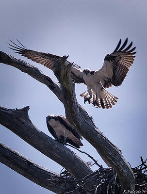 Osprey Wall Art featuring the photograph Osprey Home Bound by Rene Vasquez