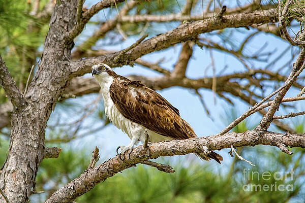 Bird Wall Art featuring the photograph Osprey In A Tree by Beachtown Views