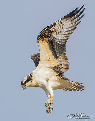 Wing Photograph - Osprey In Flight by Joe Fisher