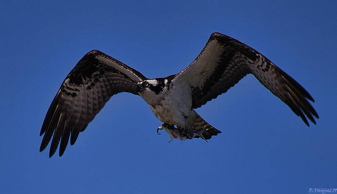 Osprey Wall Art featuring the photograph Osprey Meal Incoming by Rene Vasquez