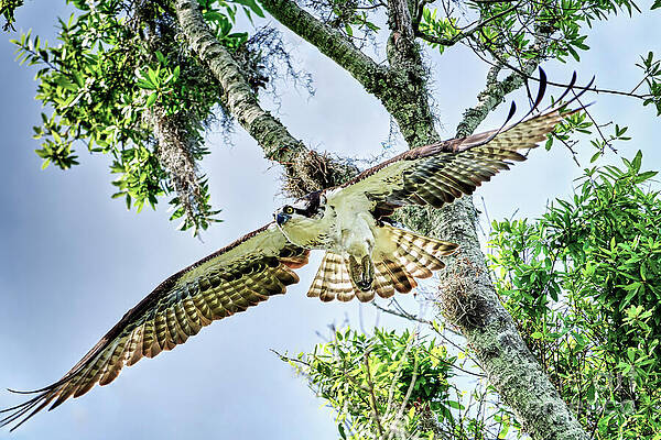 Fl Wall Art featuring the photograph Osprey On The Hunt by Mary Lou Chmura