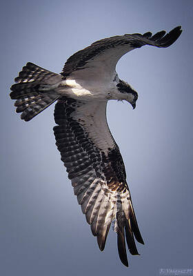 Osprey Wall Art featuring the photograph Osprey On The Hunt by Rene Vasquez