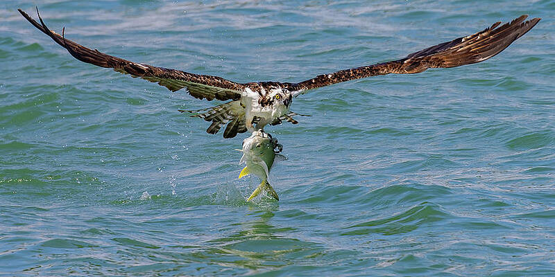 Osprey With Jack Fish Print