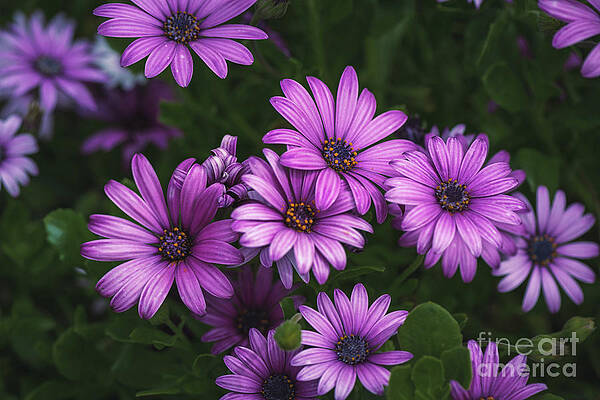 Beautiful Photograph - Purple Mum Flower Party by Abigail Diane Photography