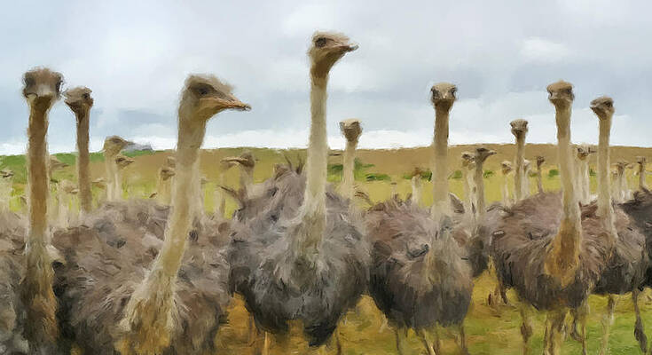 Wildlife Wall Art featuring the painting Ostriches by Gary Arnold
