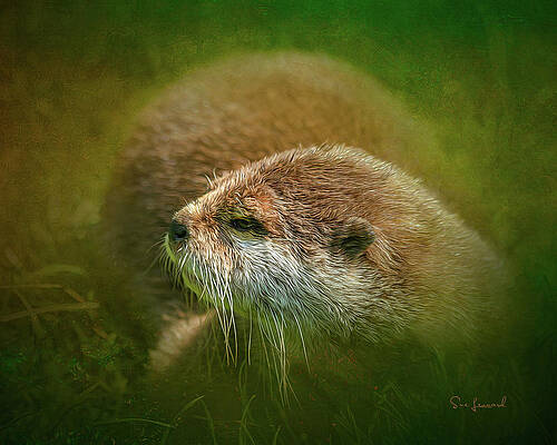 Abstract Wall Art featuring the photograph Otter by Sue Leonard