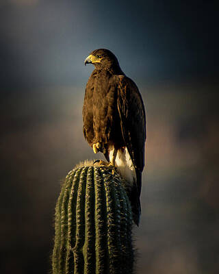 Photograph - Ouch Prickley by Matt Halvorson
