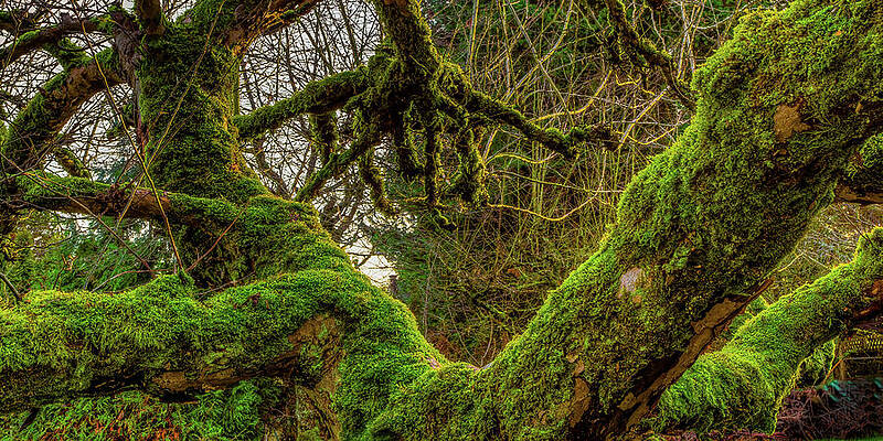 City Wall Art featuring the photograph Our Apple Tree Edmonds Washington by Tommy Farnsworth