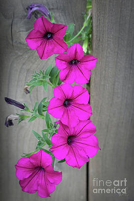 Beautiful Photograph - Outside The Garden by D Lee