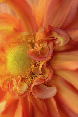 Wall Art featuring the photograph Outta Control Dahlia by Mary Jo Allen