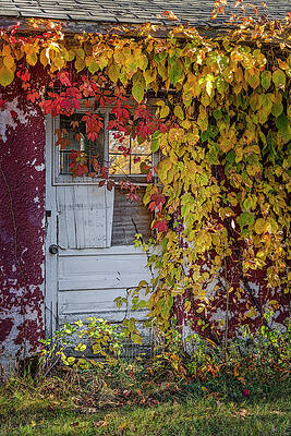Country Photograph - Overgrown by Susan Candelario
