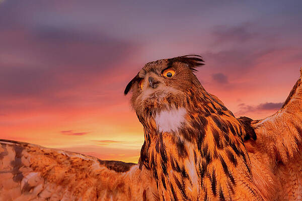 Owl at Glowing Sunset Wall Art