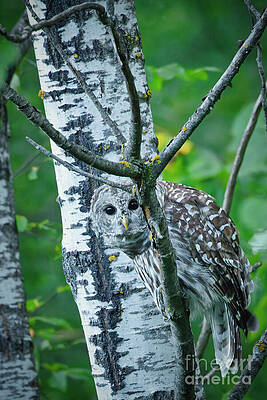 Photograph - Owl Camouflaged Among Birch Trees by Natural Focal Point Photography