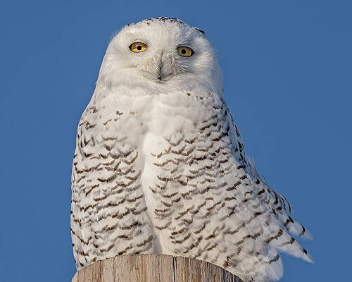 Country Wall Art featuring the photograph Owl Eyes by James Overesch
