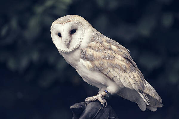 Owl sitting on a glove by Andrew Lalchan