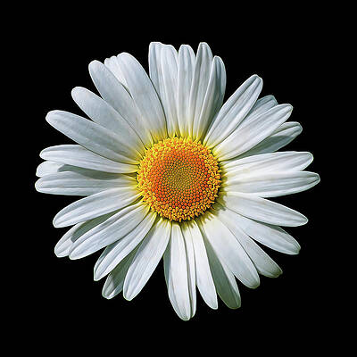 Black And White Wall Art featuring the photograph Oxeye Daisy On Black by Bill and Linda Tiepelman