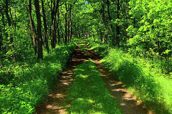 Wall Art featuring the photograph PA Appalachian Trail Hikers by Raymond Salani III