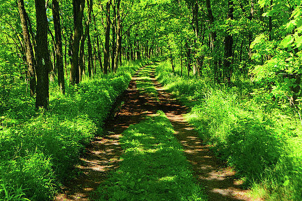 Wall Art featuring the photograph PA Delaware Water Gap Appalachian Trail 2 by Raymond Salani III