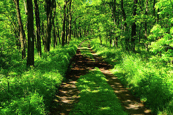 Wall Art featuring the photograph PA Delaware Water Gap Appalachian Trail by Raymond Salani III