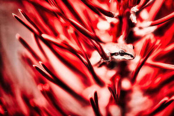 Wall Art featuring the photograph Pacific Chorus Frog by Bruce Block