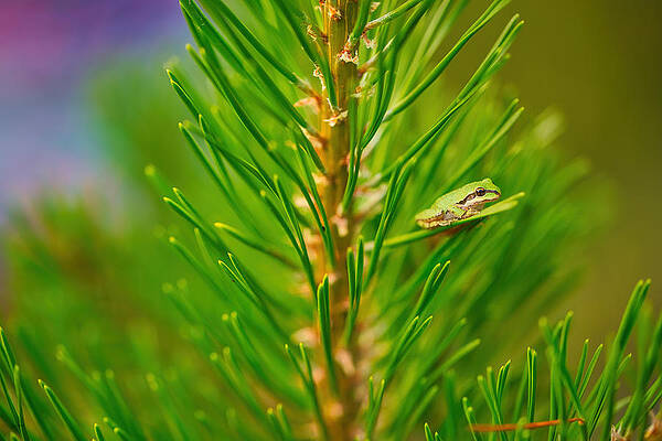Wall Art featuring the digital art Pacific Chorus Frog In A Tree by Bruce Block