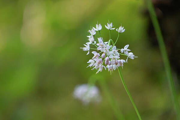 Wall Art featuring the photograph Pacific Nodding Onion Blossom by Nancy Gleason