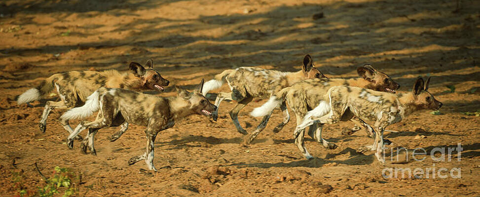 Pack of African Wild Dogs Running Photograph