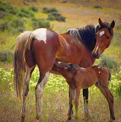 Nursing Foal in Meadow Wall Art