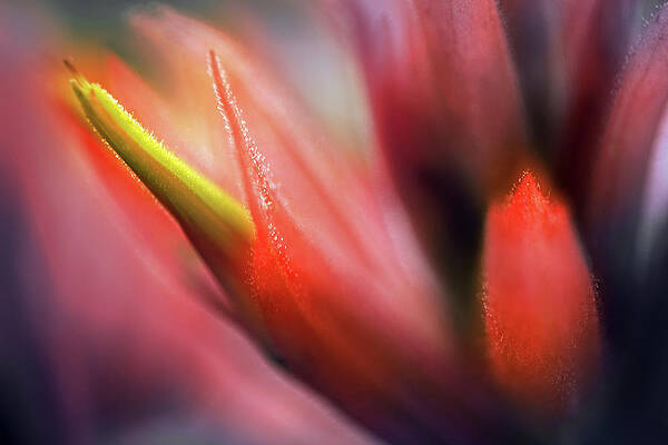 Summer Wall Art featuring the photograph Paintbrush by Ursula Abresch